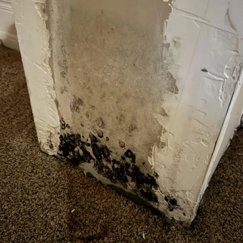 Professional Mold Removal in Pequot Lakes, MN